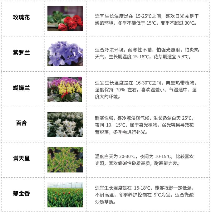 花卉水肥一体化.jpg